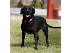 Adopt Mishka a Black Labrador Retriever / Mixed Breed (Medium) / Mixed dog in