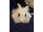Adopt June a Lionhead / Mixed rabbit in Montclair, CA (36974852)