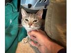 Adopt Ava a Gray or Blue (Mostly) Domestic Shorthair (short coat) cat in