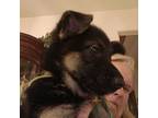 German Shepherd Dog Puppy for sale in Las Cruces, NM, USA