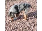 Miniature Australian Shepherd Puppy for sale in Las Cruces, NM, USA