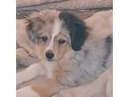 Miniature Australian Shepherd Puppy for sale in Las Cruces, NM, USA
