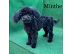 Poodle (Toy) Puppy for sale in Nicholls, GA, USA