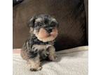 Schnauzer (Miniature) Puppy for sale in Richmond, TX, USA