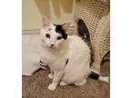 Adopt Laurel Tree a Domestic Short Hair