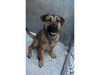 Adopt CANDY a Mastiff, German Shepherd Dog