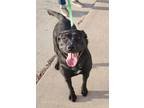 Adopt Nyx a Labrador Retriever