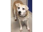 Adopt Joy a Labrador Retriever