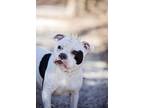 Adopt PIG a Pit Bull Terrier, Mixed Breed