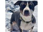 Adopt Bubbles a Pit Bull Terrier, Mixed Breed