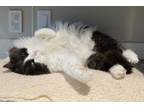 Adopt Spirit a Domestic Long Hair