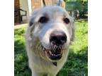 Adopt Star a Great Pyrenees