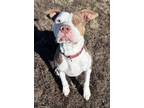 Adopt Boo a Pit Bull Terrier, Mixed Breed