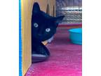 Adopt Inkspot a Domestic Short Hair