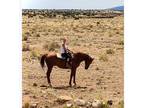 9yr Thoroughbred gelding