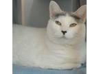 Adopt Smoothie (33880c) a Domestic Short Hair