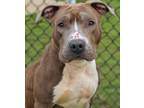 Adopt 23-519 Bambi a Pit Bull Terrier