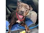 Adopt Maize a Pit Bull Terrier, Mixed Breed