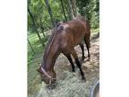 2yr old Thoroughbred Gelding