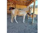 Gelding for sale