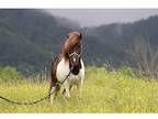 (Stud Service) Miniature Horse