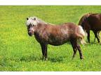Possibly Bred Miniature Horse