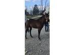 Race Bred QH Mare