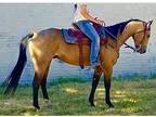 Aqha Buckskin Gelding