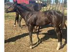 AQHAAPHA Black colt