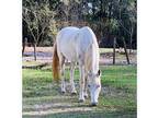 Gaited TWH Ghost Paint