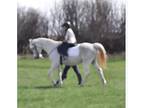 ArabTrakehner for sale