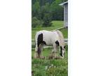 Registered Gypsy Vanner