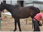 Green-Broke Thoroughbred Mare