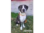 Adopt Jasmine a Pit Bull Terrier