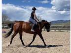 Lovely 2016 Appendix Mare