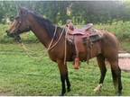 Registered Quarter Horse Gelding