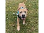 Adopt Parker a Pit Bull Terrier