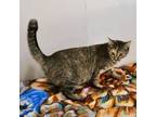 Adopt Kaci a Domestic Short Hair