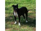 Adopt Minka a American Staffordshire Terrier