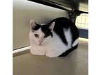 Adopt Cavalier a Tabby, Domestic Short Hair