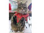 Adopt Idie Bity (AKA Little Bity) a Tabby, Domestic Long Hair