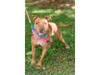 Adopt Shade a Pit Bull Terrier