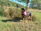 Adopt Rosa a Rottweiler