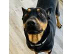 Adopt Dee Dee a Rottweiler, Mixed Breed