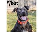 Adopt Violet a Pit Bull Terrier