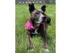 Adopt Mary a Pit Bull Terrier, Mixed Breed