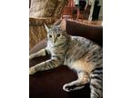 Adopt Flossie - LM a Domestic Short Hair