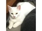 Adopt Little Hop BA a Domestic Short Hair