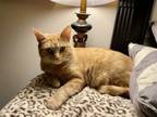 Adopt Mercedes RC a Domestic Short Hair