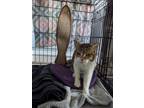 Adopt Ramona DK a Domestic Short Hair